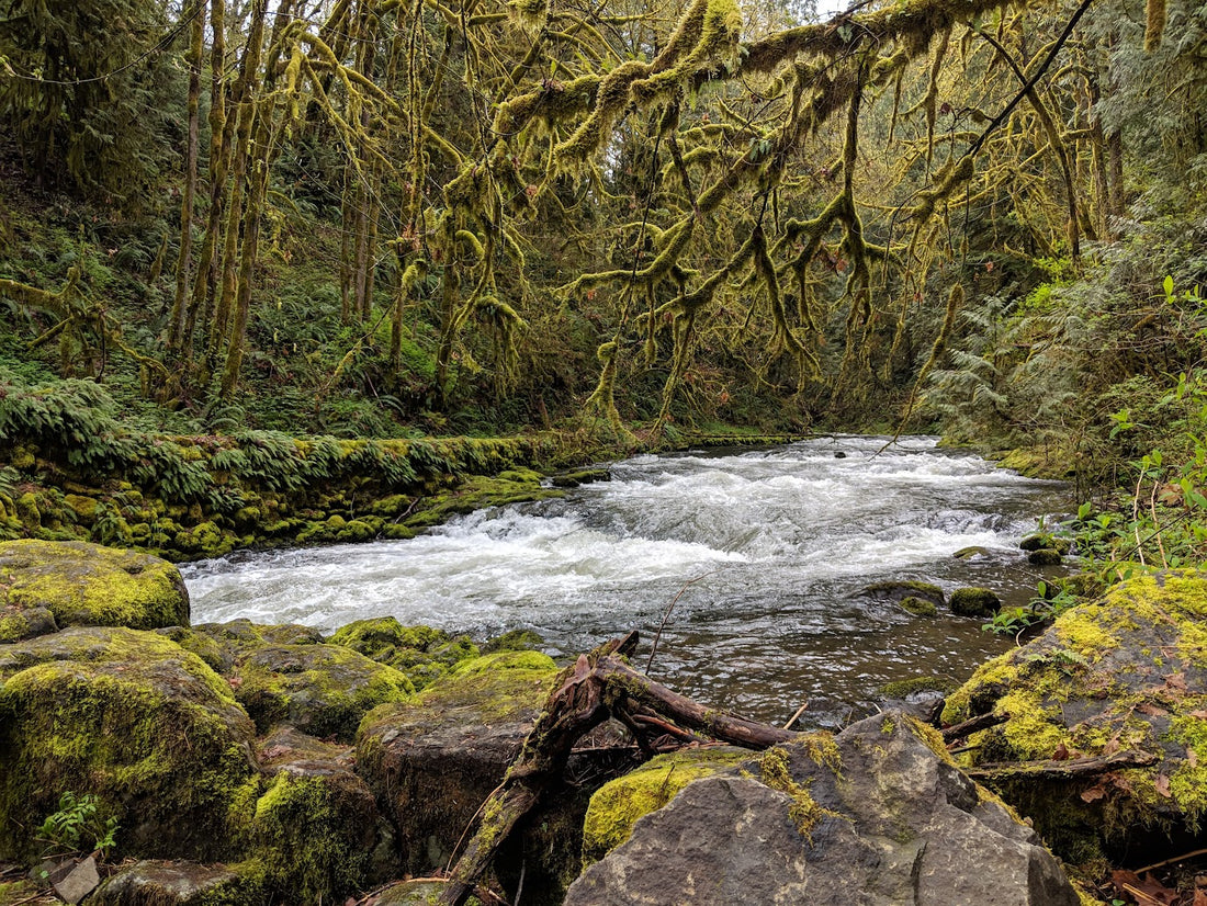 How to Incorporate Nature into Your Home Decor