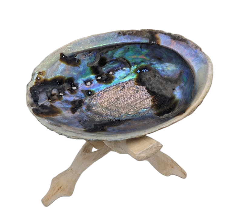 abalone shell