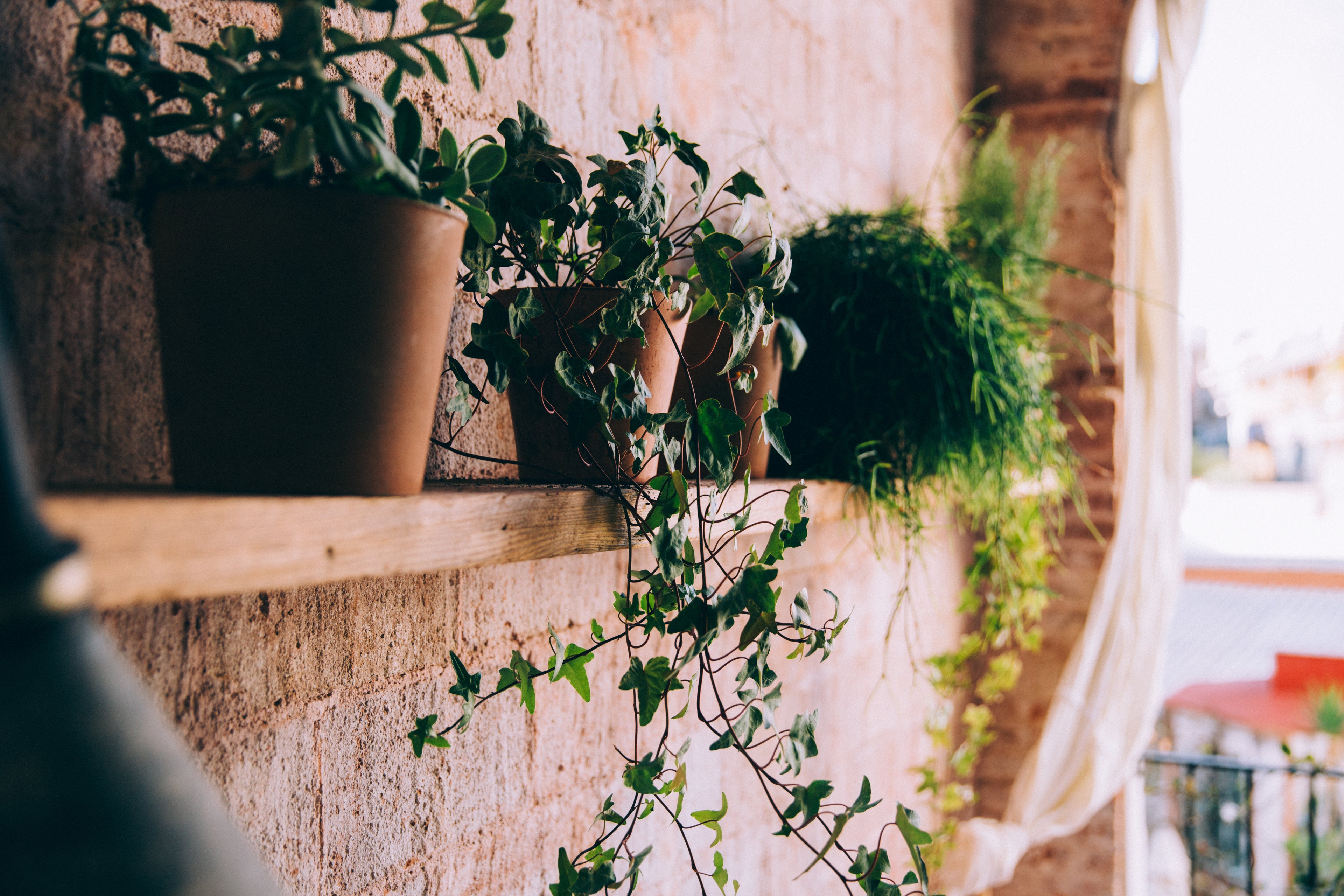 plant pots on a shelf