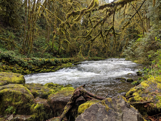 How to Incorporate Nature into Your Home Decor